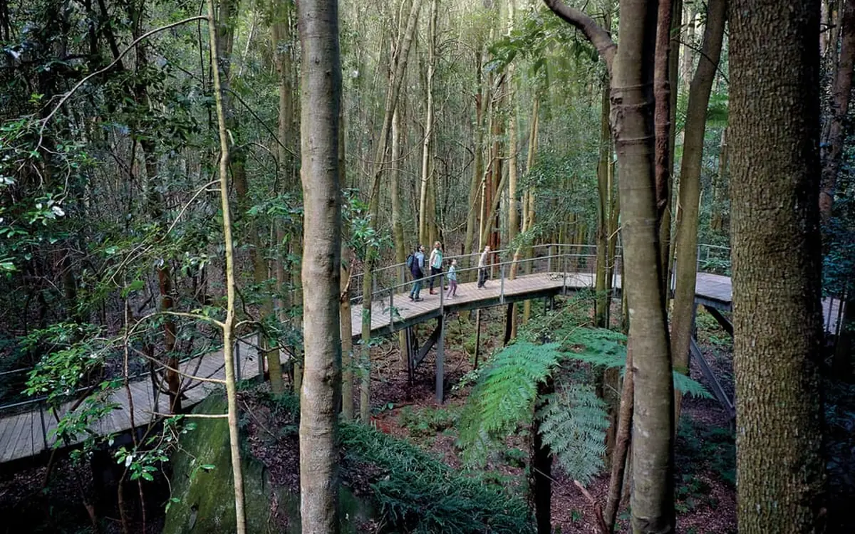 A timber boardwalk winding through rainforest below the cliffs in the Blue Mountains