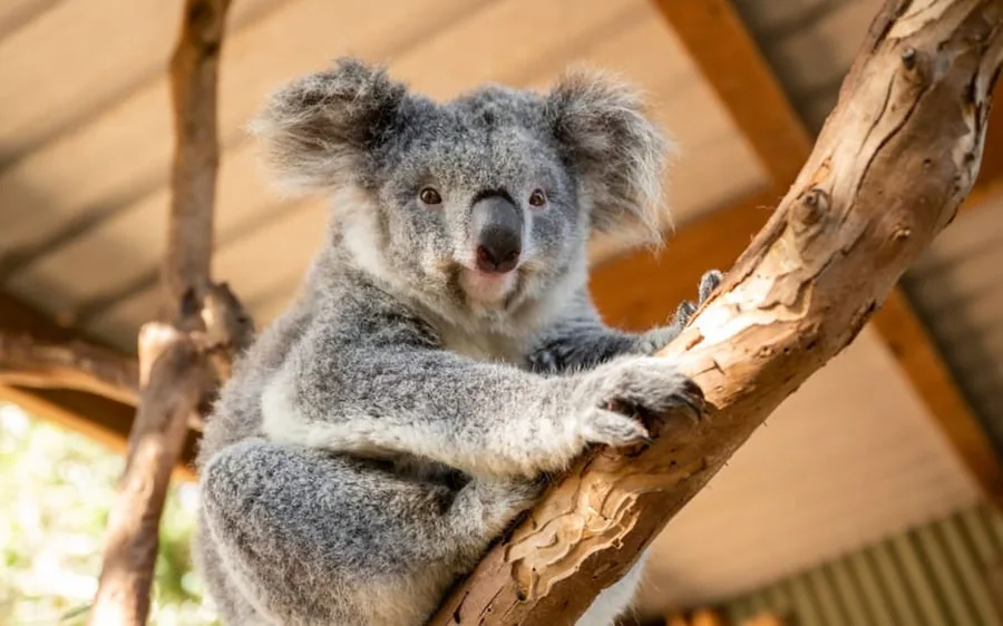 A koala resting on a branch