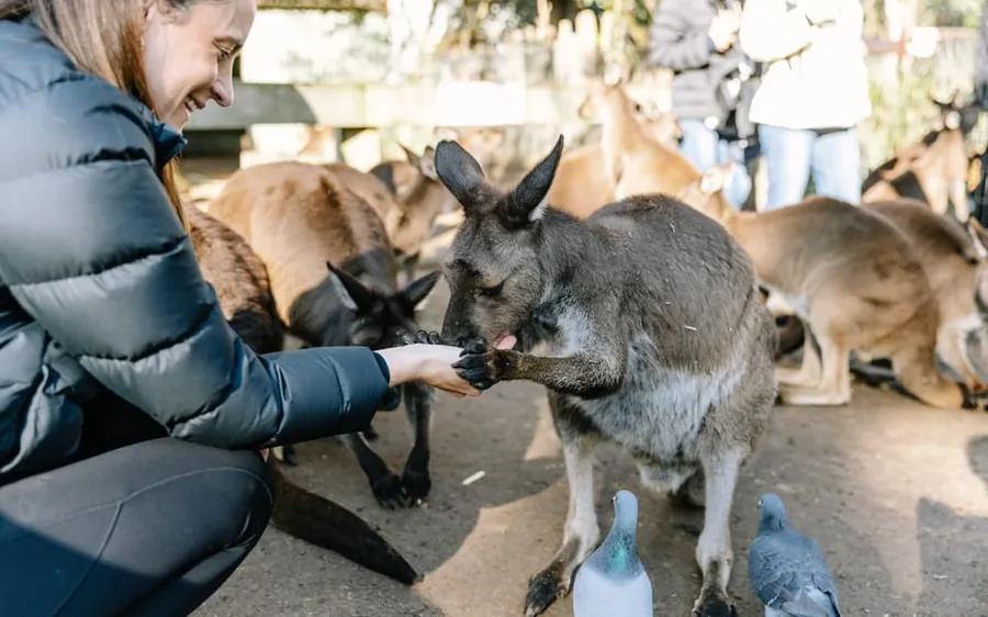 A visitor hand-feeding a kangaroo at a wildlife park